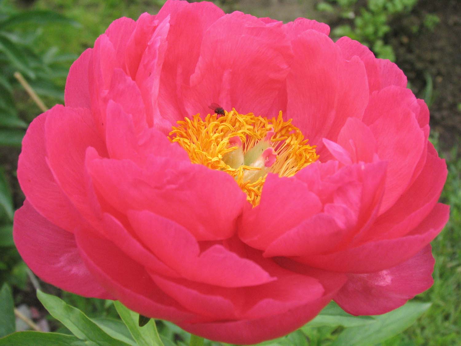 Пион Cytheria