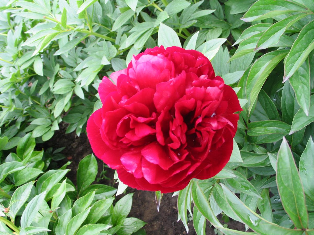 Пион Authens Red