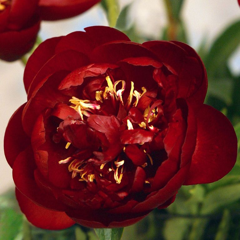 Пион Buckeye Belle