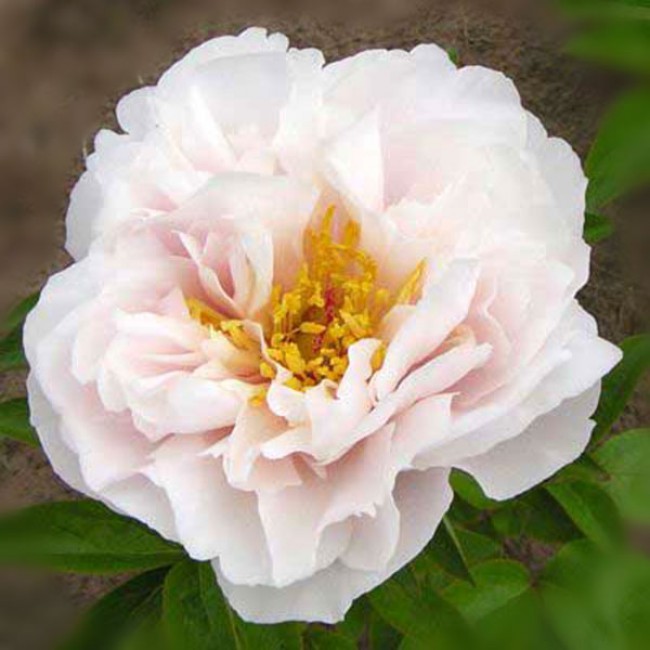 Пион Blushing Princess 