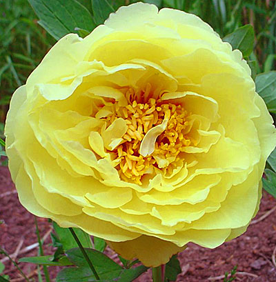 Пион Yellow Crown