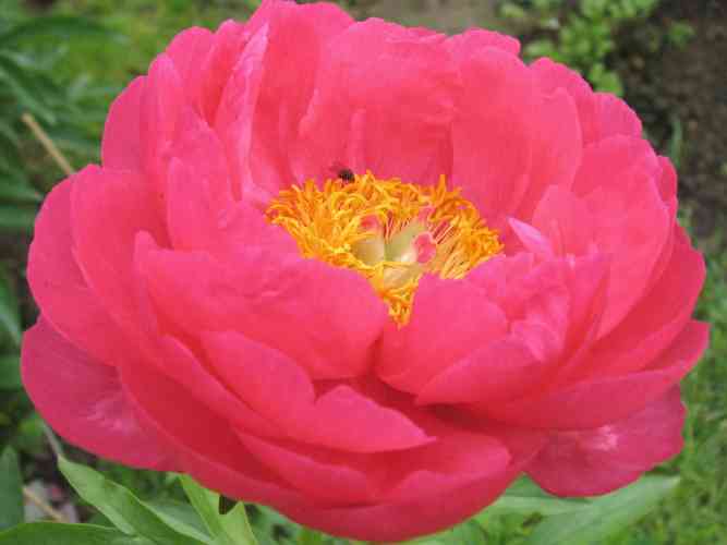 Пион Cytheria
