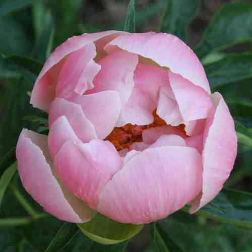 Пион Abalon Pearl