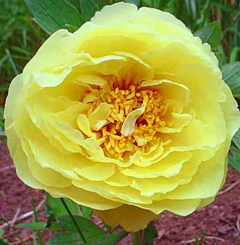 Пион Yellow Crown