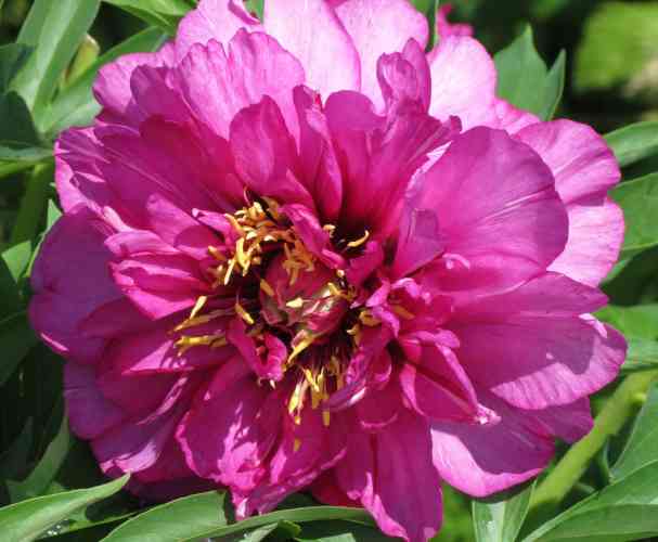 Пион Morning Lilac