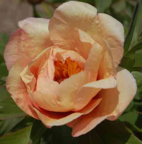 Пион Sonoma Apricot